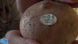 Jicama  Pachyrhizus erosus  Fruit review [upl. by Yrtsed851]