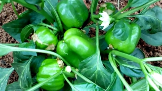 How to grow Capsicum from planting in India [upl. by Dadivitan]