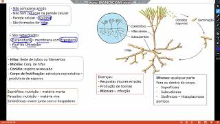 Fungos  Microbiologia [upl. by Einahpit]