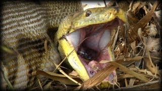 Python eats Pig 04  Dangerous Animals [upl. by Attevroc301]