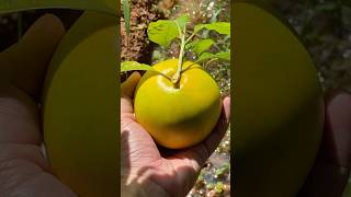 Harvest Abiu Fruit abiu fruit reels harvest shorts usa fyp viralvideo [upl. by Temp]