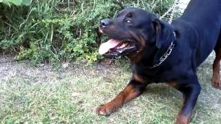 Big Rottweiler defends his territory 2 [upl. by Greeley]