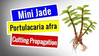 SUCCULENT PROPAGATION  Mini Jade Plant  Portulacaria afra  CUTTING PROPAGATION [upl. by Olathe]