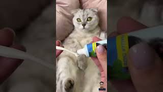 How to brush Cats teeth 😺 [upl. by Ila180]