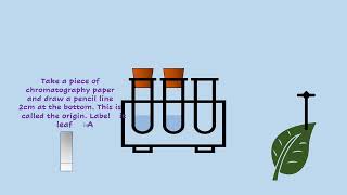 AQA A LEVEL BIOLOGY  REQUIRED PRACTICAL 7 CHROMATOGRAPHY [upl. by Rikki]