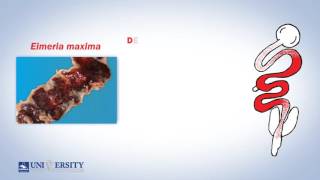 Coccidiosis Lesion Score [upl. by Assi]