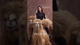 Camel Herder camelsofdesert camelride lyrics music song love shortsfeeds [upl. by Walter]