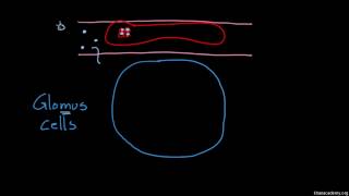 Peripheral Chemoreceptors [upl. by Osborn]