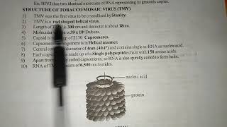 STRUCTURE OF TMV  Tobaco Mosaic Virus   BY PHANINDRA GUPTHA [upl. by Akinihs]