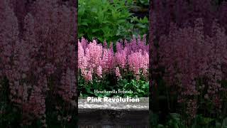 Perennial Heucherella hybrida Pink Revolution  Garden amp Landscape [upl. by Mohandas]