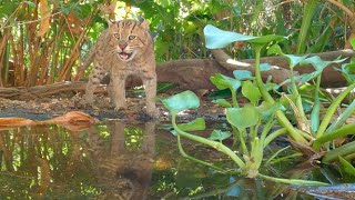 Fishing Cat Vocalizations Prionailurus viverrinus [upl. by Pickens827]