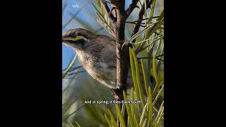 Discover the Yellow Faced Honeyeater Australias Early Riser [upl. by Tannenbaum]