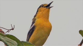 Common Iora Singing Singapore Nature [upl. by Aisset]