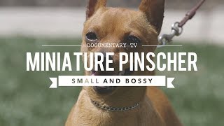 ALL ABOUT MINIATURE PINSCHER  SMALL AND BOSSY [upl. by Maurise]