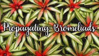 Propagating Bromeliads How To Remove amp Pot Up Bromeliad Pups  Joy Us Garden [upl. by Theona]