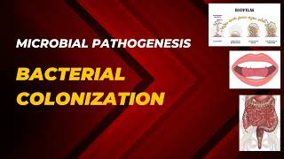 BACTERIAL COLONIZATION  ADHERANCE AND COLONIZATION  Microbial Pathogenesis  Microbiology [upl. by Ordep]