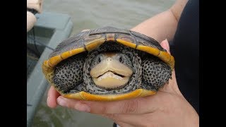 Diamondback Terrapin Turtle [upl. by Chrystel]