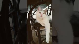 Reaction of my Voice🤗😻 cat cocolove youtubeshorts [upl. by Lyrradal]