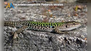 Lucertola campestre Podarcis siculus  Italian wall lizard – Tassello della nostra biodiversità [upl. by Sachiko452]