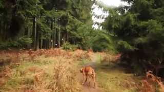 Testvideo  Glidecam HD2000  Walimex Pro 14mm  EOS 7d  Magyar Vizsla [upl. by Nannah]