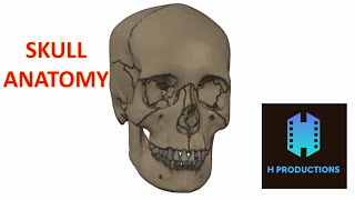 Skull Anatomy A 3D Animation of the Skull [upl. by Kampmann328]