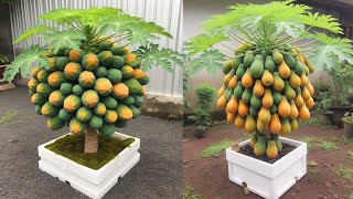 Great method grow super dwarf papaya trees  how to grow papaya in pots [upl. by Cornelle]