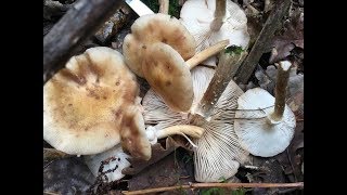 Поход в лес 13092018 ПЕРВЫЕ ОСЕННИЕ ОПЯТА Armillaria mellea 2018 Гигантские Польские грибы [upl. by Edyaj724]