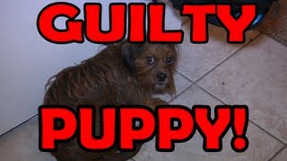 Guilty Puppy [upl. by Lednor17]