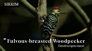 How Woodpeckers Find and Feed on Larvae – Fascinating Feeding Behavior fulvousbreastedwoodpecker [upl. by Peery]