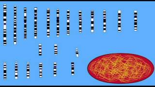 REPRODUCTION HAPLOID VS DIPLOID [upl. by Nahtahoj]