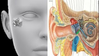 Radio anatomie utile de loreille moyenne Partie 1 Notions amp principes de base [upl. by Siroval567]