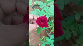 rose Id black baccara from puspanjali pranbir [upl. by Eldrida]