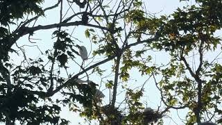 Great egret Young egrets fight for food [upl. by Enttirb583]