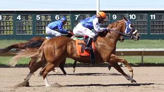 Colorados Fastest Horses Quarter Horses at Arapahoe Park [upl. by Polinski584]