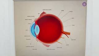 Optika Kršev Ruma  Detaljni Očni Pregledi i Profesionalni Optometristi 2025 [upl. by Flory]