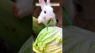 Rescued Bunny Finds a Loving Family 😍 [upl. by Botti]