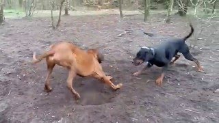 Doberman vs Rhodesian Ridgeback Fight Catching [upl. by Emelita558]