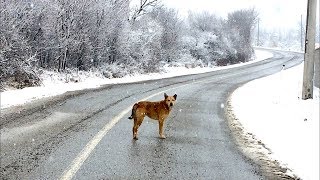 Snowy  a homeless dog wandering the street [upl. by Aikahc]