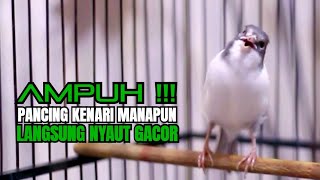 AMPUH‼️Cuitan Tajam Ngerol Gacor Nembak Panjang Sekali Putar Kenari Manapun LANGSUNG Nyaut EMOSI [upl. by Yvehc]