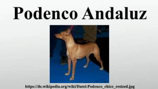 Podenco Andaluz [upl. by Shult]