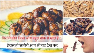 Insect Dishes  घिनोने कीड़े जिन्ह लोग बहुत शोक से खाते है [upl. by Nert]