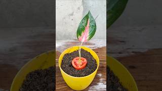 ☘️ How to grow aglaonema plant ❤️❤️ garden houseplant indoorplants [upl. by Namlas138]