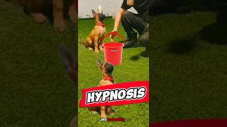 Advanced Malinois dog hypnosis dog malinois germanshepherd dogtraining puppy belgianmalinois [upl. by Stephens]