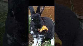 I Am So Hungry Today🐰🌿 funnyanimals babybunny bunnylife minirex cute rabbiteating cutepets [upl. by Hobey]