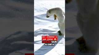 ¡Osos polares cazando focas Naturaleza salvaje en acción OsosPolares NaturalezaSalvaje Shorts [upl. by Tergram672]