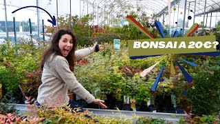 Quanti BONSAI riesco a COMPRARE con 20€ [upl. by Auqenat]