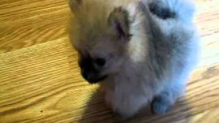 7 Week Old Pomeranian Puppy [upl. by Pascale]