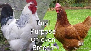 5 Best Dual Purpose Chicken Breed For Homestead [upl. by Mello742]