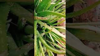 Aloevera tree plantationsplantingcultivation🌵  alovera plant likeforfollowviwes10millongayas [upl. by Dibru541]