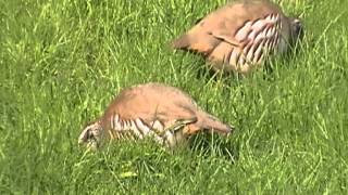 Redlegged Partridge at Treraven Meadows [upl. by Enihsnus806]